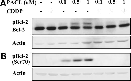 Figure 2. Effect on Bcl-2 protein after cotreatment with CDDP and paclitaxel (PACL). Human neuroblastoma SH-SY5Y cells were treated with 4 μmol/L CDDP and/or with 0.1, 0.5, and 1 μmol/L paclitaxel for 24 h. Cells cultured with serum alone represented controls. Cell lysates were analyzed by immunoblotting using an antibody that specifically recognizes the total form of Bcl-2 (A) and a phospho-Bcl-2–specific antibody (pBcl-2 Ser70; B). Actin was used as a loading control.