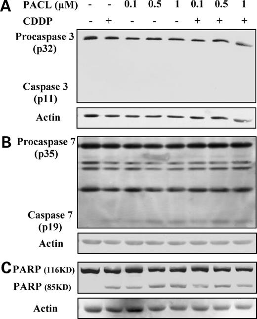 Figure 3. Effect on caspase-3, caspase-7, and PARP of treatment with CDDP and paclitaxel (PACL). Human neuroblastoma SH-SY5Y cells were treated with 4 μmol/L CDDP and/or with 0.1, 0.5, and 1 μmol/L paclitaxel for 24 h. Cells cultured with serum alone represented controls. Cell lysates were analyzed by immunoblotting using antibodies that specifically recognize caspase-3 (A), caspase-7 (B), and PARP (C) both in their active and inactive forms. Actin was used as a loading control.