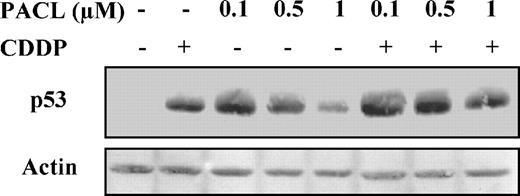 Figure 4. Effect of cotreatment with CDDP and paclitaxel (PACL) on the amount of p53. Human neuroblastoma SH-SY5Y cells were treated with 4 μmol/L CDDP and/or with 0.1, 0.5, and 1 μmol/L paclitaxel for 24 h. Cells cultured with serum alone represented control. Cell lysates were analyzed by immunoblotting using an antibody that specifically recognizes the p53 protein. Actin was used as a loading control.