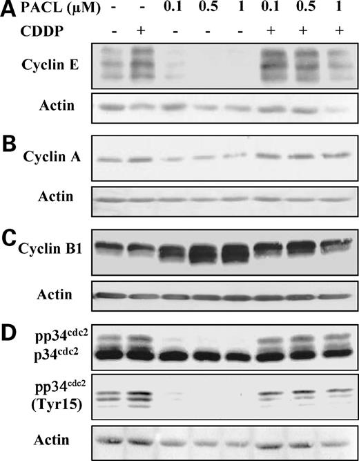 Figure 6. Effect on molecules involved in cell cycle progression of cotreatment with CDDP and paclitaxel (PACL). Human neuroblastoma SH-SY5Y cells were treated with 4 μmol/L CDDP and/or with 0.1, 0.5, and 1 μmol/L paclitaxel for 24 h. Cells cultured with serum alone represented controls. Cell lysates were analyzed by immunoblotting using antibodies that specifically recognize cyclin E (A), cyclin A (B), cyclin B1 (C), p34cdc2 and phospho-p34cdc2 (pp34cdc2 Tyr15; D). Actin was used as a loading control.