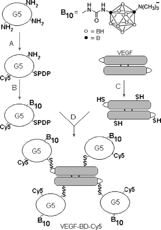 Figure 1. Synthesis of VEGF-BD/Cy5. A, G5 (fifth-generation PAMAM dendrimer) was incubated with SPDP and Cy5-NHS, 20.5% dimethylformamide in methanol for 1 h. B, reaction with Na(CH3)3-NB10H8NCO in 20 mmol/L carbonate buffer (pH 9.0)/9% acetone for 24 h. C, 1.5-fold molar excess DTT over a VEGF monomer in 20 mmol/L NaOAc (pH 6.5), 0.5 mol/L urea, 0.5 mol/L NDSB-221 at 4°C for 16 h. D, conjugation in 20 mmol/L Tris-HCl (pH 8.0) for 15 min.