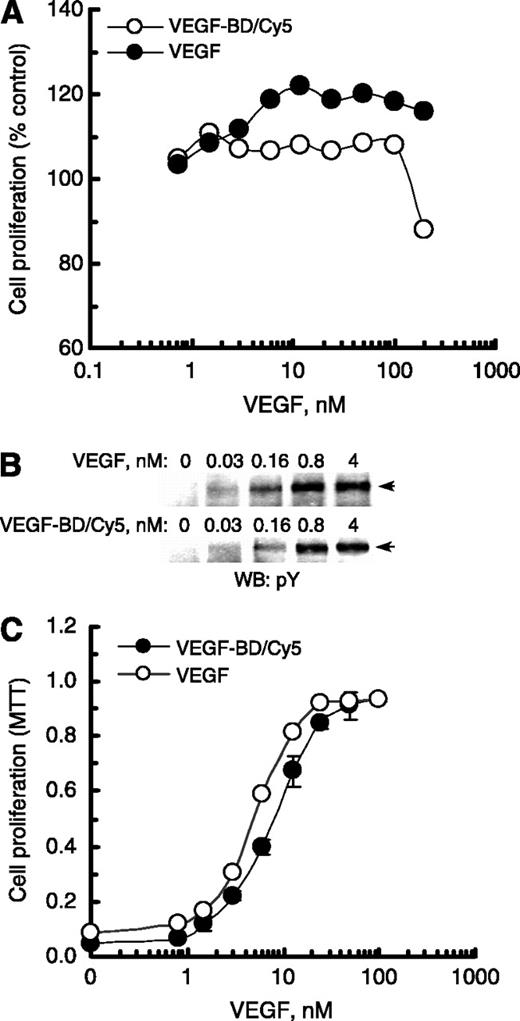 Figure 3. Testing VEGF-BD/Cy5 in tissue culture. A, VEGF-BD/Cy5 is not cytotoxic for 293/KDR at physiologic concentrations. 293/KDR cells were plated on 96-well plates (1,000 cells per well). Varying amounts of VEGF or VEGF-BD/Cy5 were added to cells in triplicate wells to indicated final concentrations. Cells were quantitated 96 h later by CellTiter 96 AQueous One Solution Cell Proliferation assay. B, VEGF-BD/Cy5 induces VEGFR-2 tyrosine autophosphorylation. 293/KDR cells were stimulated with indicated concentrations of VEGF or VEGF-BD/Cy5 for 10 min at 37°C, lysed, and analyzed by Western blotting. Arrows indicate positions of VEGFR-2. C, VEGF-BD/Cy5 protects 293/KDR cells from SLT-VEGF cytotoxicity. VEGF-BD/Cy5 or VEGF were mixed with SLT-VEGF in complete culture medium to a final SLT-VEGF concentration of 1 nmol/L, added to cells in triplicate wells, and quantitated 96 h later.