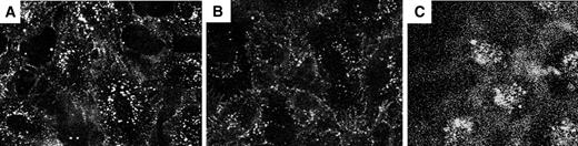 Figure 4. VEGF-BD/Cy5 is internalized by PAE/KDR cells via receptor-mediated endocytosis. PAE/KDR exposed to 14 nmol/L VEGF-BD/Cy5 (A), mixture of 14 nmol/L VEGF-BD/Cy5 and 1.4 μmol/L VEGF (B), or BD/Cy5 at final Cy5 concentration of 20 nmol/L (C).