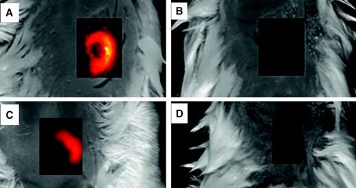Figure 5. VEGF-BD/Cy5 accumulates in specific regions of tumor vasculature. In vivo fluorescent imaging of 4T1 tumor-bearing mice after injection of VEGF-BD/Cy5 (A and C), untargeted BD/Cy5 (B), and VEGF-BD/Cy5 in mice pre-treated with SLT-VEGF (D). For comparison, pairs of fluorescent images (A–B and C–D) were normalized to the same range of intensity, and images from the areas of tumors were superimposed onto visible images of the corresponding mice. After adjusting intensities to a narrow range, fluorescent images (B) and (D) showed ∼10-fold lighter signals than those of images (A and C). Using Kodak Image Analysis software, relative intensities of fluorescent signal in each of the region of interest was determined versus a similar size and shape region on the back of the same mouse.