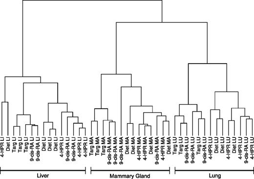 Figure 2. Untutored cluster diagram of mammary, lung, and liver samples treated with retinoids/rexinoids. Dendrogram was created from hierarchical clustering of the transcriptional profiles of 14 mammary gland, 14 lung, and 15 liver samples. Each sample is labeled by its tissue type (MA, mammary gland; LU, lung; and LI, liver) and the name of a given retinoid (Targ, targretin; 9-cis-RA; and 4-HPR).