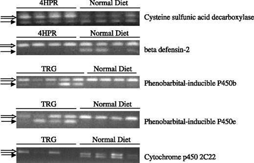 Figure 4. RT-PCR validation on selected genes. PCR product of the modulated gene (→). PCR product of the β-actin (⇒).