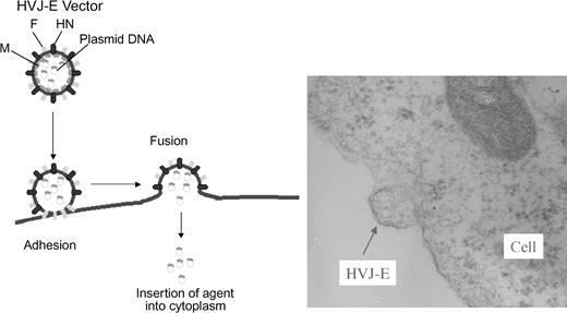 Figure 1. Schematic diagram and electron microscopy images of HVJ-E vector–mediated membrane fusion and drug delivery. The HVJ-E vector effectively encloses and delivers drugs into cells by membrane fusion.