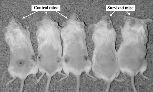Figure 6. Resistance to rechallenge with parental CT-26 cells among mice previously showing complete responses. The two on the right previously treated with CG-HVJ-E/bleomycin (BLM) were rechallenged with i.d. injection of 5 × 106 parental CT-26 cells into both sides of the mouse trunk 115 d after initial tumor inoculation. The three mice on the left are age-matched naive mice. Within 11 d of tumor rechallenge, intradermal tumor formation was observed in each mouse.