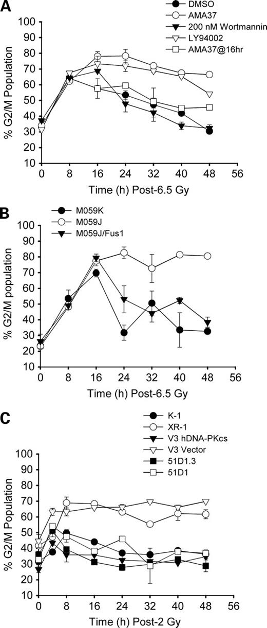 Figure 2. Effect of ionizing radiation on G2 arrest in cells lacking DNA-PK or NHEJ activity. Cells were irradiated at time 0 and sampled at the indicated times, and the G2-M populations were quantitated using flow cytometry. A, MCF-7 mp53 cells were exposed to DMSO, 20 μmol/L AMA37, 200 nmol/L wortmannin, or 50 μmol/L LY294002 30 min before irradiation with 6.5 Gy. Another cell population was irradiated with 6.5 Gy, and AMA37 was added 16 h later. Cells were harvested at the indicated times and analyzed by flow cytometry. B, MO59K, MO59J, or MO59J/Fus1 cells were exposed to 6.5 Gy. C, CHO cells were exposed to 2 Gy. Points, average between different experiments (n ≥ 3); bars, SD.