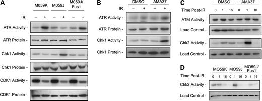 Figure 3. Overactivation of Chk1 and Chk2 in DNA-PK-deficient cells. A, ATR, Chk1, and CDK1 activity in irradiated cells. Cells were harvested 16 h after mock irradiation (−) or exposure to 6.5 Gy (+). Cellular levels of ATR, Chk1, and CDK1 protein were measured by Western blotting, and their kinase activity was measured in immunoprecipitates as described in Materials and Methods. B, MCF-7 mp53 cells were treated without or with AMA37 30 min before irradiation, and cellular levels and kinase activity of ATR and Chk1 were measured as above 16 h after irradiation. C, ATM and Chk2 activity in irradiated MCF-7 mp53 cells harvested 1 or 16 h after ionizing radiation (IR). D, Chk2 kinase activity of MO59 cells measured at 1 or 16 h after ionizing radiation.