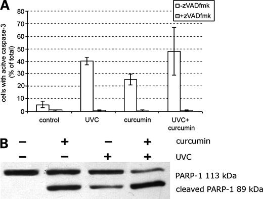 Figure 2. Activation of caspase-3 in Jurkat cells 8 h after UVC irradiation, treatment with 50 μmol/L curcumin, or UVC irradiation followed by curcumin treatment. The percentage of cells that contained active form of caspase-3 was measured by flow cytometry. A, data for cells cotreated with pan-caspase inhibitor Z-VAD-fmk. Columns, mean from four independent experiments; bars, SD. B, the truncated form of poly(ADP-ribose) polymerase 1 (PARP-1) was assessed in whole-cell lysates by Western blotting.