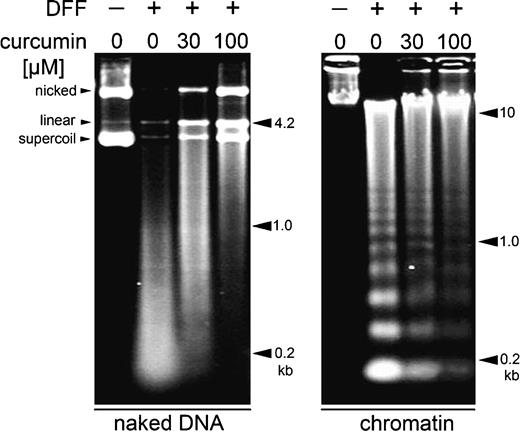 Figure 4. Curcumin inhibits DNA cleavage by DFF40/CAD. Caspase-activated recombinant heterodimer DFF40/DFF45 (DFF) was incubated with plasmid DNA (left) or chromatin of HeLa cell nuclei (right) in the absence or presence of 30 or 100 μmol/L curcumin. Positions of molecular weight markers are indicated.