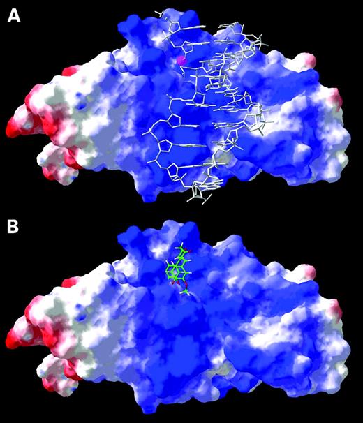 Figure 5. A theoretical model of human DFF40/CAD complexed with DNA and Mg2+ (A) and with curcumin (B). For the clarity of presentation, only the protein fragment comprising amino acids 128 to 327 from one monomer is shown. The protein molecular surface is colored according to the distribution of the electrostatic potential (red, −4 kT, to blue, +4 kT), indicating a large positively charged groove in the predicted DNA-binding site. DNA and curcumin molecules are shown in the wireframe representation (gray and green, respectively). The Mg2+ ion, indicating the active site, is shown as a magenta sphere.