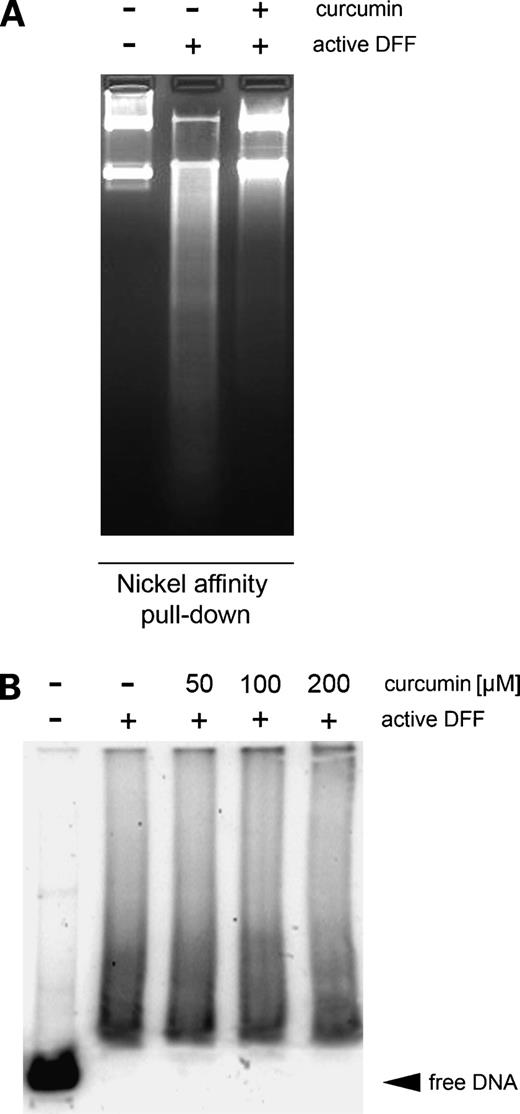 Figure 6. Curcumin binds to DFF but does not impair DNA binding by DFF. Caspase-activated DFF was incubated with 100 μmol/L curcumin, the nuclease, and nuclease-bound curcumin isolated by nickel-affinity pulldown, and then its activity was assayed (A). Caspase-activated recombinant heterodimer DFF40/DFF45 was incubated with linear plasmid in the absence or presence of curcumin in concentrations as indicated, and the protein-DNA complexes were separated by agarose electrophoresis (B).