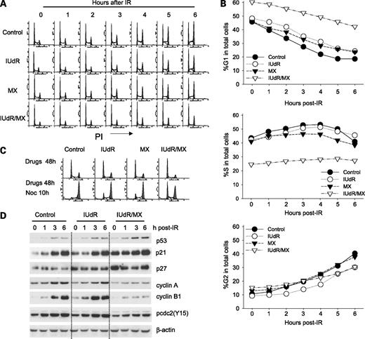 Figure 2. Pretreatment with IUdR/methoxyamine (MX) alters cell cycle kinetics before ionizing radiation (IR) as well as the early cell cycle response after ionizing radiation. Cells were pretreated with IUdR (3 μmol/L), methoxyamine (3 mmol/L), or both for 48 h before 5 Gy ionizing radiation. A, representative flow cytometry histograms show an increased G1 and a decreased S phase before ionizing radiation (time point 0) and a decreased rate in early cell cycle progression after ionizing radiation in IUdR/methoxyamine–pretreated cells. B, cell cycle distribution graphs derived from A. C, representative flow cytometry histograms using nocodazole trapping of mitotic cells show that IUdR/methoxyamine–treated cells progress through G1 with a reduced rate. Nocodazole (50 ng/mL) was added into medium 10 h before harvesting cells. D, Western blots for various cell cycle marker proteins confirm the cell cycle data that IUdR/methoxyamine–pretreated cells have a stringent G1-S checkpoint and a reduced activation of the G2-M checkpoint.