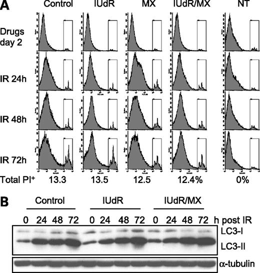 Figure 5. Necrotic and autophagic death are similar among different treatment groups. A, representative flow cytometry histograms for necrotic cells. Cells were stained with propidium iodide, and only necrotic cells (boxed) are able to be stained due to the loss of membrane integrity. Normalized total propidium iodide–positive cells over 72 h after ionizing radiation (IR). B, Western blot shows that the autophagy marker protein LC3-II is induced similarly in cells with different treatments.