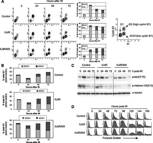 Figure 7. IUdR/methoxyamine (MX)–pretreated cells differ in cellular characteristics from IUdR-pretreated cells following ionizing radiation (IR). A, representative dual-variable flow cytometry histograms discriminate G2 cells and 4CG1 cells. Bar graphs derived from the cytogram show a higher percentage of 4CG1 within the total 4C population found in IUdR/methoxyamine–pretreated cells. B, bar graph derived from A shows the highest total G1 (2CG1 + 4CG1) in IUdR/methoxyamine–pretreated cells. C, Western blots show insufficient phosphorylation of cdc2 and hypophosphorylation of histone H3, both indicate a lower G2-M population after ionizing radiation in IUdR/methoxyamine–pretreated cells. D, representative flow cytometry histograms show that following ionizing radiation, cell size increase (as indicated by forward scatter) is more gradual but is sustained in IUdR/methoxyamine–pretreated cells.