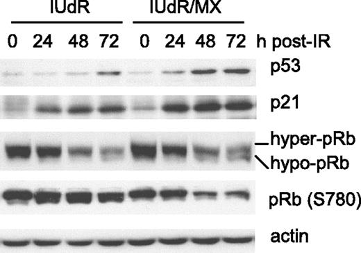 Figure 8. Western blots show that activation of senescence factors p53, p21, and Rb is greater following ionizing radiation (IR) in IUdR/methoxyamine (MX)–pretreated cells compared to IUdR-pretreated cells. Here, hypophosphorylated Rb (hypo-pRb) is the active form and hyperphosphorylated Rb(S780) (hyper-pRb) is the inactive form.