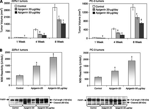 Figure 1. Effect of p.o. intake of apigenin on tumor growth and apoptosis in athymic nude mice implanted with 22Rv1 and PC-3 tumors. A, ∼1 million cells were injected in both the flanks of each mouse to initiate ectopic prostate tumor growth as described in Materials and Methods. Mice were fed ad libitum with Teklad 8760 autoclaved high-protein diet. Apigenin was provided with 0.5% methyl cellulose and 0.025% Tween 20 as vehicle, to these animals p.o. on a daily basis 2 wks after cell inoculation. Group I, control received 0.2 mL vehicle only; group II, 20 μg/mouse apigenin in 0.2 mL vehicle; group III, 50 μg/mouse apigenin in 0.2 mL vehicle, daily for 8 wks. Once the tumor xenograft started growing, their sizes were measured twice weekly in two dimensions throughout the study. Tumor volume (mm3) is represented as mean of 8 to 10 tumors in each group. Results show tumor volume from control and treated groups after 1, 4, and 8 wks of apigenin feeding. Tumors were excised, weighed, and measured at the termination of the study. Columns, mean of 8 to 10 tumors from each group; bars, SE. B, tumors were harvested for extraction of total protein to determine the extent of apoptosis by M-30 apoptosense ELISA assay and Western blotting by cleavage of poly(ADP)ribose polymerase in various groups as described in Materials and Methods. Columns, mean of six to eight tumor samples in each treatment; bars, SE. †, P < 0.05; ‡, P < 0.001 at the termination of the experiment.
