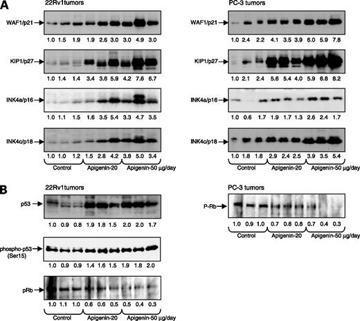 Figure 3. Effect of p.o. intake of apigenin on protein expression of (A) cdk inhibitors: WAF1/p21, KIP1/p27, INK4a/p16, and INK4c/p18; and (B) p53 and its phosphorylation at serine 15, phosphorylation of Rb at serine 780 in athymic nude mice implanted with 22Rv1 and PC-3 tumors. Tumors were harvested for extraction of total protein to determine the levels of these proteins by Western blotting and chemiluminescent detection. Numbers below the blots, fold modulation in the protein expression normalized to β-actin. The details are described in Materials and Methods. The blots are from three different tumors from various treated groups as indicated.