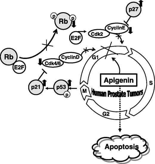 Figure 6. Schematic representation for apigenin-mediated cell cycle deregulation and apoptosis in athymic nude mice implanted with human prostate cancer cells. Increases (↑) and decreases (↓) in protein expression of various cell cycle regulatory molecules operative at G1 checkpoint.