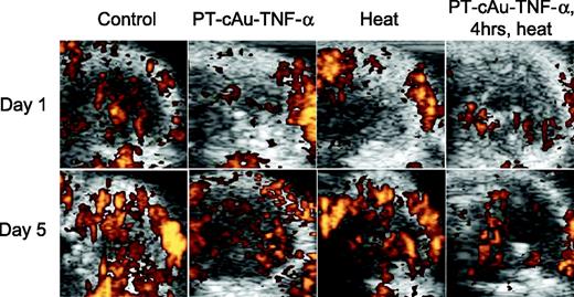 Figure 5. SCK tumor perfusion defects imaged using contrast enhanced ultrasonography 1 d (top) and 5 d (bottom) after treatment with 250 μg/kg PT-cAu-TNF-α alone or heat alone (42.5°C, 60 min) or combination of PT-cAu-TNF-α and heat.