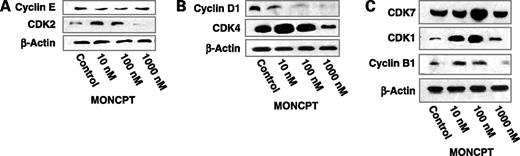 Figure 6. Effect of MONCPT on cell cycle–related protein expression in PC3 cells. Cells were treated with MONCPT (10–1,000 nmol/L) for 48 h. Equal amounts (40 μg/lane) of cellular protein were fractionated on SDS-polyacrylamide gel and transferred to polyvinylidene difluoride membranes, followed by immunoblotting with anti-CDK2 and cyclin E antibodies (A), with anti-CDK4 and cyclin D1 antibodies (B), and with anti-CDK1, CDK7, and cyclin B1 antibodies (C).