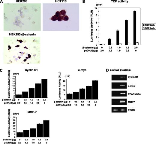 Figure 1. A, immunocytochemistry for β-catenin. HEK293 cells were stained with the anti-β-catenin antibody 48 h after transfection with either 1 μg pcDNA3 (top left) or μg β-catenin plasmid (bottom left). β-catenin expression in HCT116 colon cancer cells (top right). Magnifications, ×100. B, TCF activities. Transfection with the β-catenin plasmid enhanced TCF activity dose dependently in HEK293 cells when assayed using TOPflash reporter plasmid (0.5 μg). The TOPflash plasmid (0.5 μg) served as a negative control. pcDNA3 plasmid was used to adjust DNA quantity. Columns, mean of triplicate cultures; bars, SD. C, promoter activities of cyclin D1, c-myc, and MMP7 induced by β-catenin plasmid. D, mRNA expression of β-catenin target genes determined by RT-PCR, when HEK293 cells were transfected with 1 μg of either pcDNA3 (left) and β-catenin plasmid (right). PBGD, a housekeeping gene, served as an internal control.