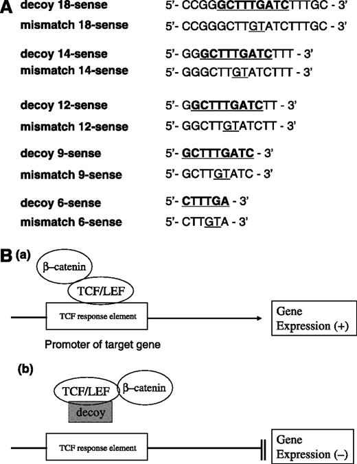 Figure 2. A, design of TCF decoy and two-base mismatch control DNA. Based on the consensus TCF-binding site GCTTTGATC mapped at 25 bp, 5′ of the cyclic AMP-responsive element binding protein–binding site within the cyclin D1 promoter, a series of oligodeoxynucleotide decoy constructs of various lengths were designed. Negative-control oligodeoxynucleotides with two base replacements were also prepared. B, theoretical scheme of TCF decoy strategy. a, normal β-catenin signaling. β-catenin/TCF complex binds to the promoter of a target gene and facilitates gene expression. b, inactivation of β-catenin signaling. The β-catenin/TCF complex may preferentially bind to the TCF decoy, which competitively inhibits target gene activation.