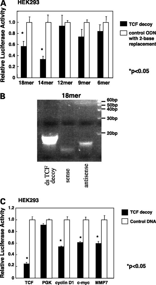 Figure 3. Inhibition of TCF activity in β-catenin-activated HEK293 cells. A, the HEK293 cells were transfected with β-catenin plasmid (1 μg), TOPflash reporter plasmid (0.5 μg), and double-stranded DNA (0.1 μmol/L) using LipofectAMINE 2000. The 14- and 18-mer TCF decoy double-stranded oligodeoxynucleotides caused a significantly large reduction in TCF promoter activity (P < 0.05 for each). The 6-, 9-, or 12-mer TCF decoy showed no significant decrease. B, SDS-PAGE of 18-mer oligodeoxynucleotide. The double-stranded (ds) oligodeoxynucleotide TCF decoy appeared below 20 bp, whereas single sense strand oligodeoxynucleotide and single antisense strand oligodeoxynucleotide appeared at the lower levels. The upper black bands below 30 bp are blue dye. C, the 18-mer TCF decoy at 0.1 μmol/L inhibited TCF activity and promoter activities of cyclin D1, c-myc, and MMP7. *, P < 0.05, statistically significant. The PGK/luc plasmids contain the firefly luciferase gene under control of the PGK promoter. TCF decoy did not affect PGK-driven luciferase expression.