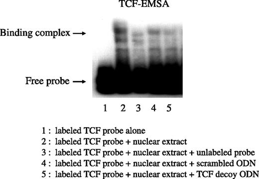 Figure 6. Electrophoretic mobility shift assay. The following reaction mixtures were run on 6% native polyacrylamide gels. Nuclear extracts containing active β-catenin/TCF complex were prepared from HCT116. Lane 1, labeled TCF probe (1.5 pmol) alone. Lane 2, labeled TCF probe + nuclear extract (5 μg). Lane 3, labeled TCF probe + nuclear extract + unlabeled TCF probe (200 pmol). Lane 4, labeled TCF probe + nuclear extract + scrambled oligodeoxynucleotide (7 pmol), Lane 5, labeled TCF probe + nuclear extract + TCF decoy oligodeoxynucleotide (7 pmol). The TCF decoy decreased the binding of TCF probe and nuclear extract when compared with the scrambled oligodeoxynucleotide. A repeat experiment using 3.5 pmol scrambled oligodeoxynucleotide or TCF decoy oligodeoxynucleotide showed similar results (data not shown).