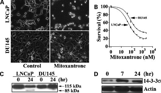 Figure 2. 14-3-3σ expression and response to mitoxantrone in androgen-dependent and androgen-independent cell lines. A, effect of mitoxantrone on morphology of LNCaP and DU145 cells. Cultured LNCaP and DU145 cells were treated with or without 2 μmol/L mitoxantrone for 48 h followed by viewing on a microscope. B, effect of mitoxantrone on proliferation of LNCaP and DU145 cells. Both LNCaP and DU145 cells were treated continuously with mitoxantrone for 48 h followed by MTT assay for survival. Representative of three independent experiments. C, Western blot analysis of PARP cleavage. DU145 and LNCaP cells were treated with or without 1 μmol/L mitoxantrone for 48 h followed by cell lysate preparation and Western blot analysis. The 116- and 85-kDa bands correspond to intact and cleaved product of PARP, respectively. D, Western blot analysis of 14-3-3σ following mitoxantrone treatment. DU145 cells were treated with 0.1 μmol/L mitoxantrone followed by cell lysate preparation for Western blot analysis. β-Actin was used as a loading control.