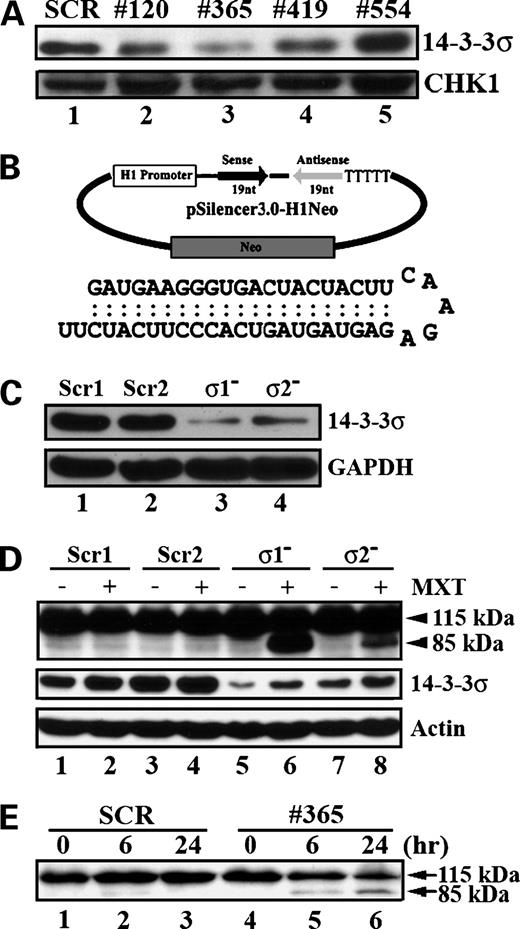 Figure 3. Effect of reducing 14-3-3σ expression on mitoxantrone-induced apoptosis. A, effectiveness of siRNAs on reducing 14-3-3σ expression. Four siRNAs (#120, #365, #419, and #554) were individually transfected into DU145 cells along with a control siRNA of SCR as described in Materials and Methods. Cells were harvested 24 h following transfection for Western blot analysis of 14-3-3σ and Chk1. B, schematic diagram of pSilencer-σ construct. Sequence of the shRNA encoding siRNA (#365). C, effect of pSilencer-σ on 14-3-3σ expression. Following transfection of pSilencer-σ (σ1− and σ2−) and pSilencer-Scr (Scr1 and Scr2) encoding a scrambled siRNA, stable DU15 clones were selected, and their expressions of 14-3-3σ were tested using Western blot analysis. Glyceraldehyde-3-phosphate dehydrogenase (GAPDH) was used as a loading control. D, effect of reducing 14-3-3σ expression on mitoxantrone-induced PARP cleavage in stable clones. Cell lysates were prepared from σ1−, σ2−, Scr1, and Scr2 cells following treatment with or without 1 μmol/L mitoxantrone for 24 h for Western blot analysis of PARP, 14-3-3σ, and β-actin. E, effect of reducing 14-3-3σ expression on mitoxantrone-induced PARP cleavage in transiently transfected pool cells. DU145 cells were transiently transfected with 14-3-3σ siRNA (#365) or a control scramble siRNA (SCR). Twenty-four hours after transfection, the cells were treated with 1 μmol/L mitoxantrone and harvested at 6 and 24 h after drug treatment for cell lysate preparation and Western blot analysis of PARP.