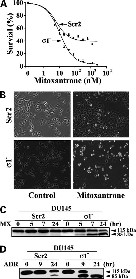 Figure 4. Effect of reducing 14-3-3σ expression on drug resistance in DU145 cells. A, effect of 14-3-3σ expression on drug resistance. DU145 cells stably transfected with 14-3-3σ shRNA (σ1−) and control scrambled siRNA (Scr2) were treated with different concentrations of mitoxantrone for 48 h followed by MTT assay for survival. Representative of three independent experiments. B, morphology of σ1− and Scr2 cells. Scr2 and σ1− cells were treated with or without 1 μmol/L mitoxantrone for 48 h followed by viewing on a microscope. C and D, time course of drug-induced PARP cleavage. Scr2 and σ1− cells were treated with 1 μmol/L mitoxantrone or 2 μmol/L Adriamycin for various times followed by cell lysate preparation and Western blot analysis of PARP.