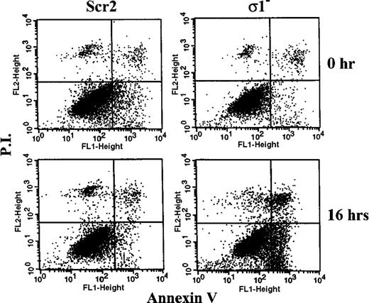 Figure 5. Effect of reducing 14-3-3σ expression on mitoxantrone-induced apoptosis and cell cycle distribution. DU145 cells stably transfected with 14-3-3σ shRNA (σ1−) and control scrambled siRNA (Scr2) were treated with 320 nmol/L mitoxantrone for 16 h followed by double staining with Annexin V and propidium iodide (P.I.) and fluorescence-activated cell sorting analysis as described in Materials and Methods.
