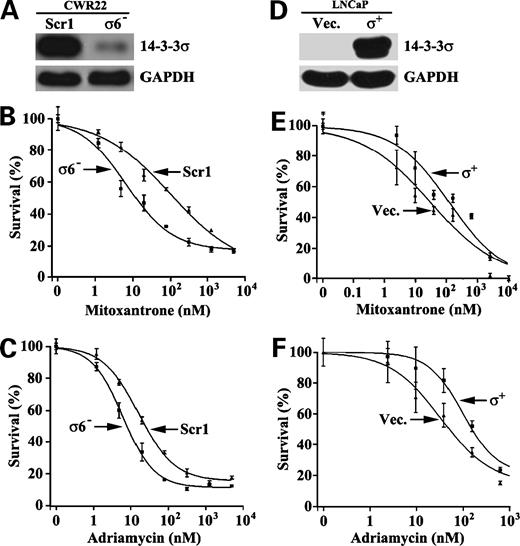 Figure 6. Effect of 14-3-3σ expression on drug resistance of CWR22RV and LNCaP cells. Stable clones derived from CWR22RV (A–C) and LNCaP (D–F) cells with reduced (σ6−) and increased (σ+) expression of 14-3-3σ, respectively, and their corresponding control clones (Scr1 and Vec) were generated as described in Materials and Methods. Expression of 14-3-3σ in these clones were confirmed by Western blot analysis (A and D), and their survivals following treatment with mitoxantrone (B and E) and Adriamycin (C and F) were determined using sulforhodamine B assay as described in Materials and Methods. Representative of three independent experiments.