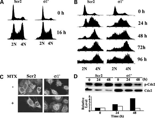 Figure 7. Effect of 14-3-3σ expression on mitoxantrone-induced G2-M arrest and Cdc2 inactivation and localization. A and B, cell cycle analysis. DU145 cells stably transfected with 14-3-3σ shRNA (σ1−) and control scrambled siRNA (Scr2) were treated with 320 nmol/L mitoxantrone for 16 h (A) or with 50 nmol/L mitoxantrone for various times (B) followed by cell cycle analysis as described in Materials and Methods. C, Cdc2 cellular localization. DU145 cells stably transfected with 14-3-3σ shRNA (σ1−) and control scrambled siRNA (Scr2) were cultured on coverslips in the presence or absence of 50 nmol/L mitoxantrone for 72 h and then processed for immunostaining with antibody against Cdc2 as described in Materials and Methods followed by confocal imaging. D, Cdc2 phosphorylation. DU145 cells stably transfected with 14-3-3σ shRNA (σ1−) and control scrambled siRNA (Scr2) were treated with mitoxantrone for various times followed by cell lysate preparation and Western blot analysis using antibody against total and p-Cdc2 (Tyr15). Histogram of the relative ratio of p-Cdc2/total Cdc2 of the gel determined using Scion image software.