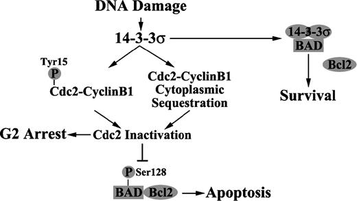 Figure 8. Schematic model of DU145 cell responses to DNA damage mediated by 14-3-3σ. DNA damage induces 14-3-3σ expression in both p53 wild-type and mutant cells, which promotes cytoplasmic sequestration and Tyr15 phosphorylation of Cdc2, thereby inactivating the Cdc2 kinase activity and leading to G2-M arrest. The induced 14-3-3σ expression also binds to Bad and inactivates Bad-mediated apoptosis. Furthermore, inactivation of Cdc2 also prevents phosphorylation of Bad on Ser128, thus inactivating Bad-mediated apoptosis by an alternative mechanism.