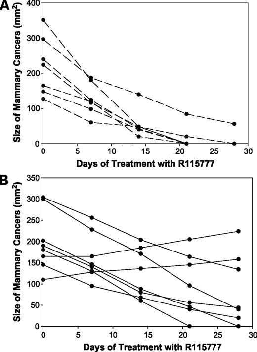 Figure 2. Therapeutic effects of R115777 on the growth of palpable methylnitrosourea-induced mammary cancers with known HaRas mutation status. When a rat developed a palpable cancer, a biopsy (75–125 mg) was taken and evaluated for HaRas mutations. The rat was then given R115777 (50 mg/kg body weight/d). A, growth curves of HaRas-positive tumors. B, growth curves of HaRas-negative tumors. Each line represents a different tumor.