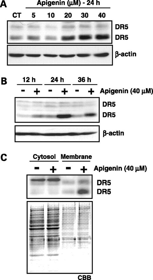 Figure 1. The effects of apigenin on DR5 proteins in Jurkat cells. A, Jurkat cells were treated with various concentrations of apigenin for 24 h. B, Jurkat cells treated with or without 40 μmol/L apigenin for the indicated times. C, Jurkat cells were treated with or without 40 μmol/L apigenin for 24 h and the cytosolic fraction (left) and membrane fraction (right) were extracted. Western blot analysis was carried out with anti-DR5 antibody. To examine comparable loading, the same blot was probed with anti-β-actin antibody or the gel was stained with Coomassie brilliant blue (CBB). Apigenin treatment (CT or −), DMSO only.