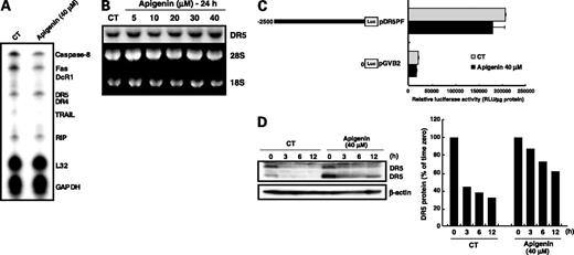 Figure 2. DR5 mRNA expression and DR5 promoter activity are not markedly altered but DR5 protein stability is increased by apigenin in Jurkat cells. A, RNase protection assay. Total RNA from Jurkat cells treated with or without 40 μmol/L apigenin for 24 h, was hybridized with probes, and then digested with RNase as described in Materials and Methods. The housekeeping genes GAPDH and ribosomal protein L32 are shown as controls. B, Northern blot analysis. Jurkat cells were treated with various concentrations of apigenin for 24 h. Ten micrograms of total RNA was probed with human DR5 cDNA. Ethidium bromide staining of 28S and 18S rRNA are shown as loading controls. C, the activation of DR5 promoter activity in Jurkat cells caused by apigenin. Jurkat cells were transiently transfected with a DR5 promoter-luciferase reporter plasmid (pDR5PF) or vacant vector (pGVB2) for luciferase assay. Relative luciferase activity, raw light units (RLU) in cell lysate per microgram of protein. Columns, mean; bars, ±SD (n = 3). D, apigenin treatment prevents degradation of DR5 protein. Jurkat cells were exposed to DMSO or apigenin for 12 h. At this point, 50 μmol/L cycloheximide was added and incubation was continued for an additional 3, 6, or 12 h. Western blot analysis was carried out with anti-DR5 antibody. To examine comparable loading, the same blot was probed with anti-β-actin antibody. The relative band intensity (DR5/β-actin) was assessed using NIH Image. Columns, results of densitometric analysis of total intensity from two bands of DR5 protein (right). CT, DMSO only.