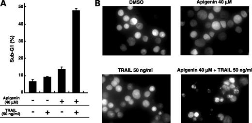 Figure 3. The combination of apigenin and TRAIL drastically induces apoptosis in Jurkat cells. A, sub-G1 populations were detected using flow cytometry as described in Materials and Methods. Jurkat cells were treated with 40 μmol/L of apigenin for 24 h, followed by treatment with or without 50 ng/mL of TRAIL. Columns, mean; bars, ±SD (n = 3). Apigenin treatment (−), DMSO only. B, 4′-diamidino-2-phenylindole staining of Jurkat cells. Nuclear morphology was visualized using 4′-diamidino-2-phenylindole staining under a fluorescence microscope.