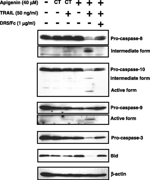 Figure 5. The effects of the combination of apigenin and TRAIL on caspases and Bid in Jurkat cells. Jurkat cells were treated with 40 μmol/L of apigenin for 24 h, followed by treatment with or without 50 ng/mL of TRAIL, and/or 1 μg/mL of DR5/Fc for another 12 h. Western blot analysis was carried out with anti-pro-caspases-3, -8, -9, and -10 antibodies and anti-Bid antibodies. Decreases in the levels of pro-caspases and Bid indicate their activation. To examine comparable loading, the same blot was probed with anti-β-actin antibody. CT, DMSO only; (−), no treatment.