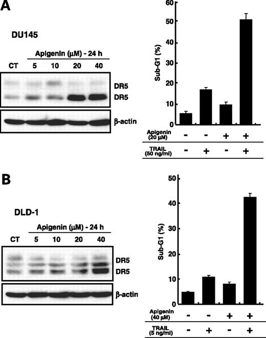 Figure 6. Apigenin also induces DR5 expression and synergistically sensitizes TRAIL-induced apoptosis in other human malignant tumor cells, DU145 and DLD-1. DU145 (A) and DLD-1 (B) cells were treated with various concentrations of apigenin for 24 h, and then total cell extracts were analyzed by Western blot analysis with anti-DR5 antibody. To examine comparable loading, the same blot was probed with anti-β-actin antibody. Sub-G1 populations were detected by flow cytometry as described in Materials and Methods. DU145 cells were treated with 20 μmol/L apigenin for 24 h, followed by treatment with or without 50 ng/mL TRAIL and DLD-1 cells were treated with 40 μmol/L apigenin for 24 h, followed by treatment with or without 5 ng/mL TRAIL. Columns, mean of triplicate experiments; bars, ±SD (n = 3); *, P < 0.05. Apigenin treatment (CT or −), DMSO only.