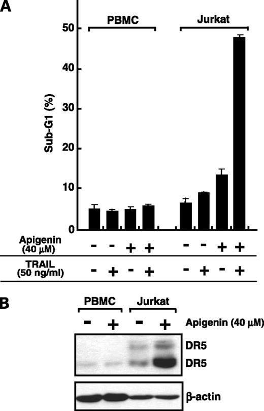 Figure 7. Up-regulation of DR5 expression and apoptosis induced by the combination of apigenin and TRAIL were not observed in normal human PBMC. A, apigenin did not sensitize TRAIL-induced apoptosis in normal human PBMC. Jurkat cells and normal human PBMCs were treated with 40 μmol/L of apigenin for 24 h, followed by treatment with or without 50 ng/mL of TRAIL. Sub-G1 populations were then detected using flow cytometry as described in Materials and Methods. Columns, mean; bars, ±SD (n = 3). B, apigenin did not enhance DR5 protein expression in normal human PBMC. Jurkat cells and normal human PBMCs were treated with 40 μmol/L apigenin for 24 h. Western blot analysis was then carried out with anti-DR5 antibody. To examine comparable loading, the same blot was probed with anti-β-actin antibody. Apigenin treatment (−), DMSO only.