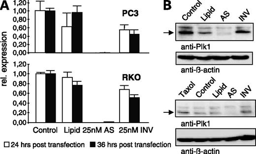 Figure 1. Suppression of Plk1 mRNA and protein by chimeric antisense molecules. PC3 human prostate cancer cells (top) or RKO human colon adenocarcinoma cells (bottom; 1× 105 per six-well plate) were transfected with 25 nmol/L antisense molecules (AS). Untreated cells (Control), cells treated with transfection lipid only (Lipid), or cells transfected with the inverted sequence (INV) served as control. The cells were harvested at the indicated time points, RNA was isolated, and the relative expression level of Plk1 mRNA was determined using Taqman reverse transcription-PCR (A). Plk1 protein depletion was determined in parallel by immunoblotting of the cell lysates (harvested 24 h after transfection) with an antibody specific for Plk1 (B). Arrow, predicted molecular weight of Plk1. Reprobing of the immunoblot with antibodies against β-actin served as a control for equal protein loading.