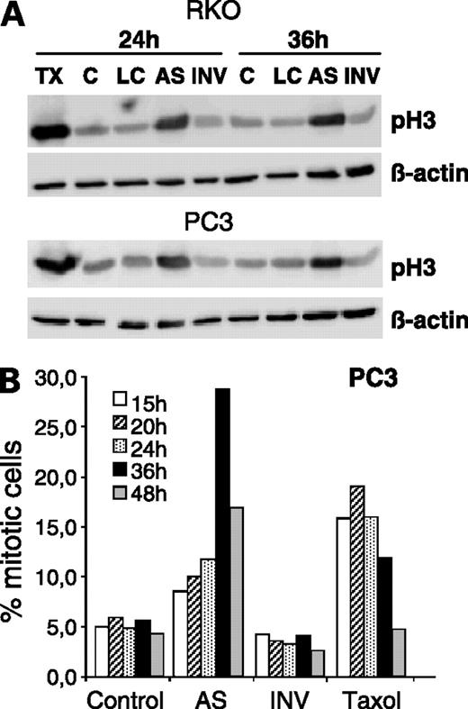 Figure 2. Increased mitotic index after depletion of Plk1 by antisense molecules. RKO cells (top) or PC3 cells (bottom) were transfected with 25 nmol/L antisense molecules as described. The cells were harvested at the indicated time points and lysates were subjected for Western blot analysis to determine phosphorylation of histone H3 (A). Lysates of cells treated with 20 nmol/L paclitaxel (TX) served as a positive control. Reprobing of the immunoblot with antibodies against β-actin served as a control for equal protein loading. The mitotic index after Plk1 mRNA depletion at the indicated time points was determined in PC3 cells using the Cellomics mitotic index hit kit (B). As a positive control, cells were treated with paclitaxel for the indicated time points. The inverted sequence served as negative control. Another control included were cells treated with the transfection lipid only (LC). Further abbreviations are described in Fig. 1 legend.