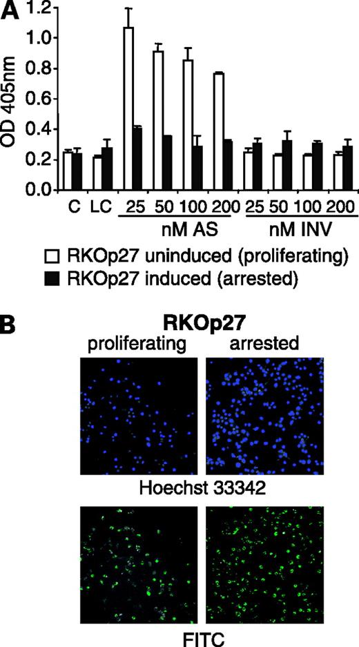 Figure 4. Induction of apoptosis after depletion of Plk1 is dependent on cell cycle progression. A, arrested (black columns) or proliferating (open columns) RKOp27 cells were transfected with varying amounts of Plk1 antisense RNA (AS) as indicated. Untreated cells (C), cells treated with the lipid only (LC), or cells transfected with the inverted sequence (INV) served as controls. Thirty hours after transfection, lysates were subjected to a cell death detection ELISA (Roche) to quantitate the induction of apoptosis. Note that apoptosis is only induced in proliferating cells and is not observed after arresting the cells through ectopic expression of p27Kip1. B, to investigate the transfection efficiencies of arrested versus cycling cells, the cells were transfected with FITC-labeled random oligonucleotides (bottom, green). Nuclei were stained with Hoechst 33342 (top, blue) 16 h after transfection just before photographic analysis. Cells were arrested as described in A.