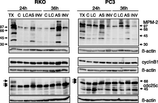 Figure 5. Alterations in mitotic marker proteins after suppression of Plk1 mRNA by antisense molecules. RKO cells (left) and PC3 cells (right) were transfected with 25 nmol/L antisense (AS) oligonucleotide as described. Untreated cells (C), cells treated with the lipid only (LC), or cells transfected with the inverted sequence (INV) served as controls. Lysates of cells treated with 20 nmol/L paclitaxel (TX) were used as a positive control for mitotic accumulation. Cells were then harvested at the indicated time points. Cell lysates were generated and subjected to Western blot analysis to determine reactivity of the proteins with the MPM-2 antibody, which selectively reacts with mitotic pSer-Pro epitopes, with an antibody against cyclin B1, or with an antibody against cdc25c as indicated. Arrows, different electrophoretic mobilities of cdc25c. Equal loading of lysates in each immunoblot was checked using an antibody against β-actin.