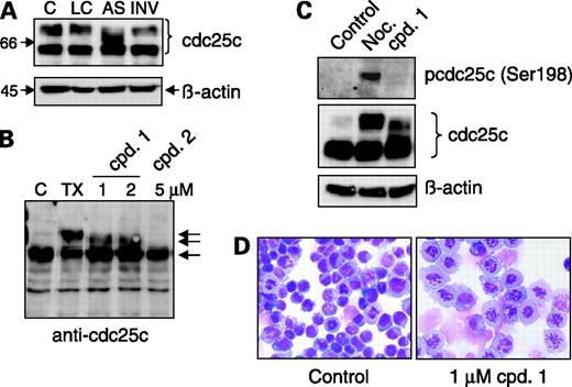 Figure 6. Differential electrophoretic mobility of cdc25c after treatment with Plk1 inhibitors is attributable to inhibition of phosphorylation at Ser198. A, PC3 cells were treated as described in Fig. 5; however, 5 h after transfection, 10 nmol/L paclitaxel was added into the medium and the cells were incubated for another 25 h at 37°C to arrest virtually all cells within mitosis. Cell lysates were analyzed by Western blotting with an antibody against cdc25c. B, PC3 cells were treated for 20 h with either paclitaxel or the indicated amounts of compound 1 (cpd. 1). Control cells were left untreated. Lysates were subjected to immunoblotting with antibodies against cdc25c. Arrows, different mitotic phosphorylation forms. Note that cdc25c in lysates of compound 1 treated cells has a migratory behavior between cdc25c of control cells and cells treated with paclitaxel. C, U2OS cells overexpressing cdc25c were treated for 20 h with either nocodazole alone (Noc.) or 1 μmol/L compound 1. Lysates were analyzed by immunoblotting with antibodies against phosphorylated cdc25c Ser198 (top), V5, which recognizes ectopically expressed cdc25c (middle), and β-actin as a loading control (bottom). Note the differential electrophoretic mobility and missing phosphorylation of cdc25c Ser198 in cells treated with compound 1. D, the same cells were treated for 20 h with 2 μmol/L compound 1 (right) and subsequently stained with methylene blue/eosin to visualize mitotic cells. Control cells (left) were treated with DMSO only. Further abbreviations are described in Fig. 5 legend.
